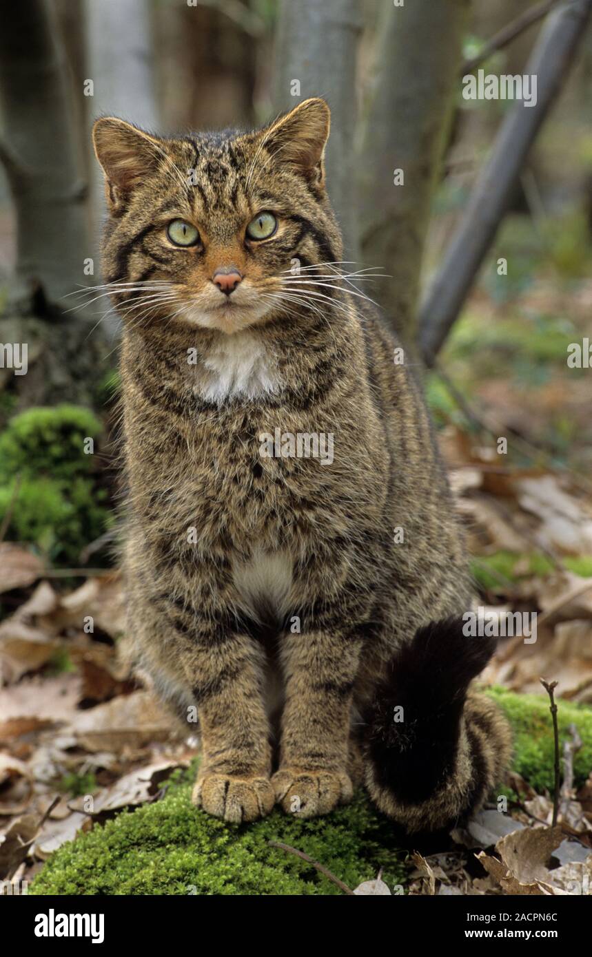 Chat sauvage écossais (Felis silvestris grampia). Homme Captive Wildwood Trust, Kent, Royaume-Uni Banque D'Images