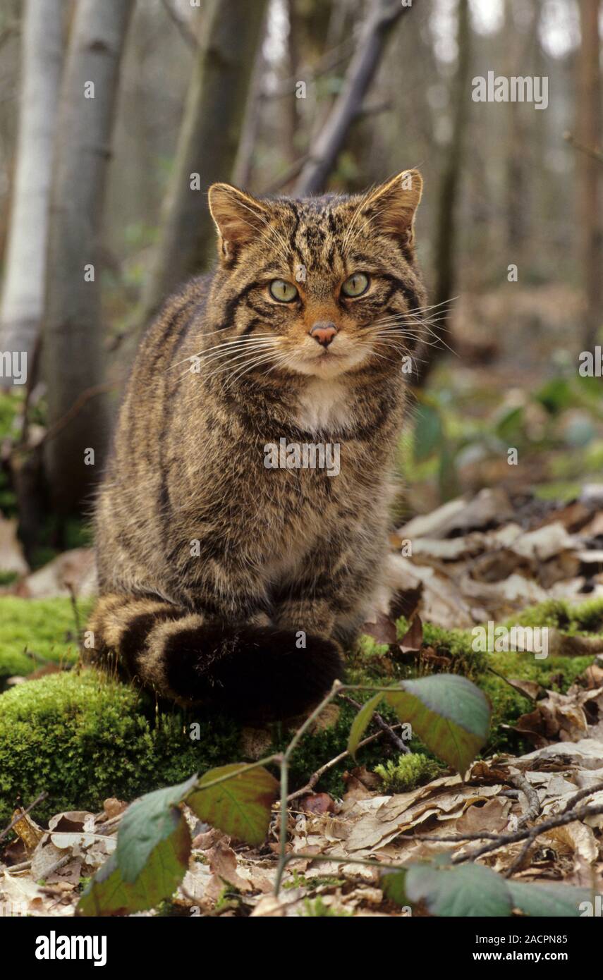 Chat sauvage écossais (Felis silvestris grampia). Homme Captive Wildwood Trust, Kent, Royaume-Uni Banque D'Images