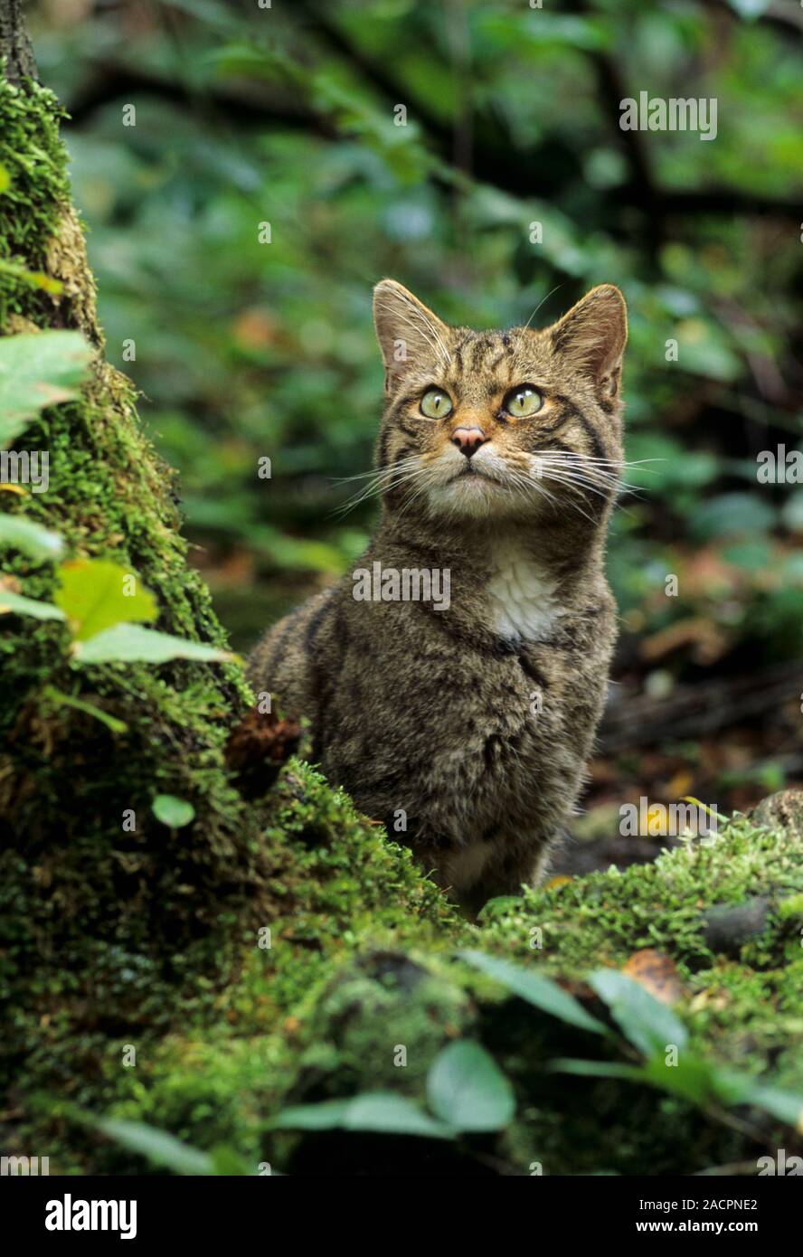Chat sauvage écossais (Felis silvestris grampia). Homme Captive Wildwood Trust, Kent, Royaume-Uni Banque D'Images