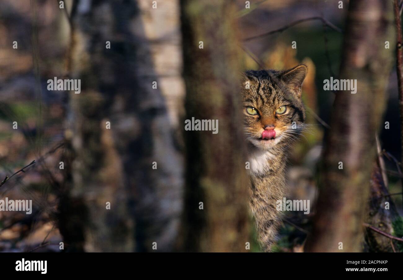 Chat sauvage écossais (Felis silvestris grampia). Femme Captive Wildwood Trust, Kent, Royaume-Uni Banque D'Images
