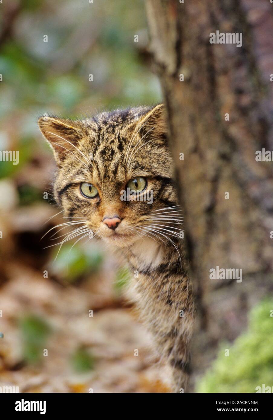 Chat sauvage européen (Felis silsilvestris vestris vestris) mâle captif, Wildwood Trust, Kent, Royaume-Uni Banque D'Images