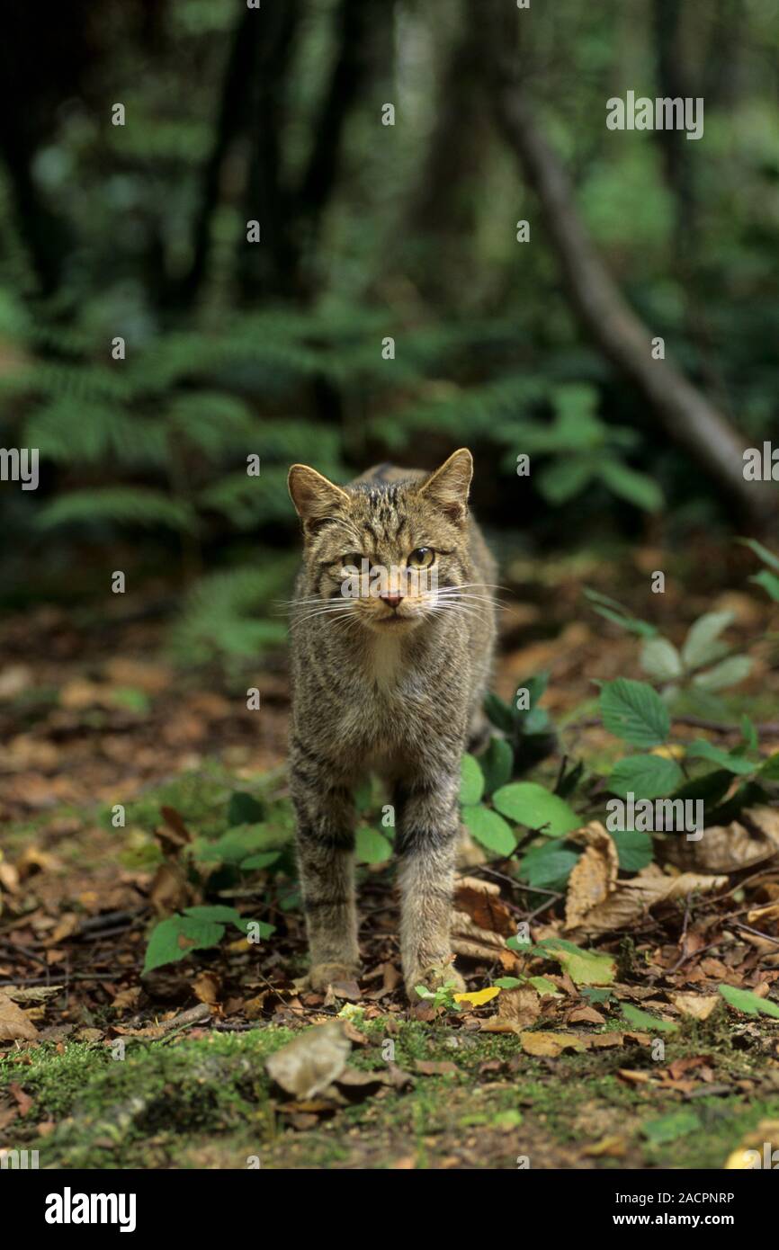 Chat sauvage écossais (Felis silvestris grampia). Femme Captive Wildwood Trust, Kent, Royaume-Uni Banque D'Images