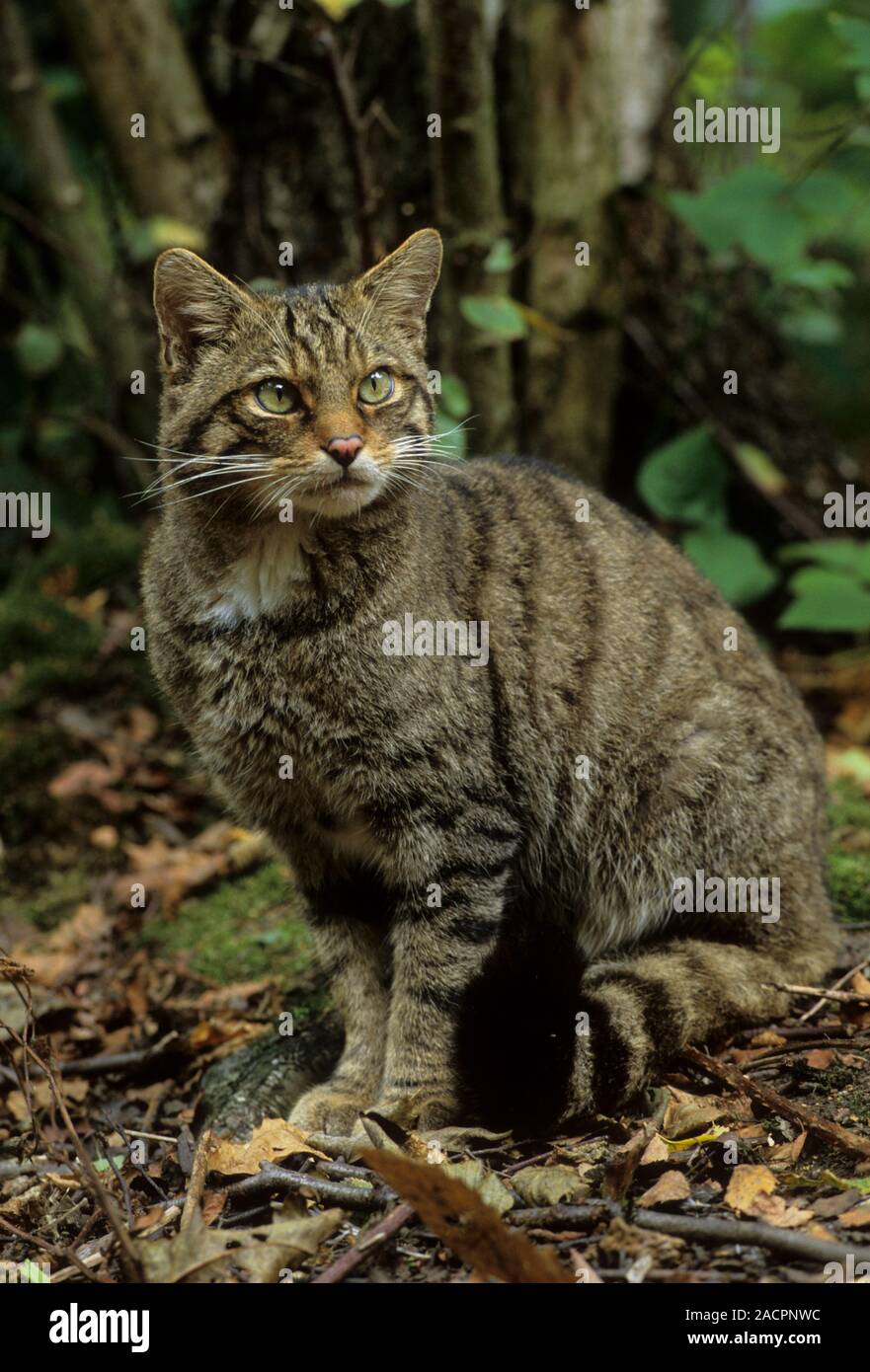 Chat sauvage écossais (Felis silvestris grampia). Femme Captive Wildwood Trust, Kent, Royaume-Uni Banque D'Images