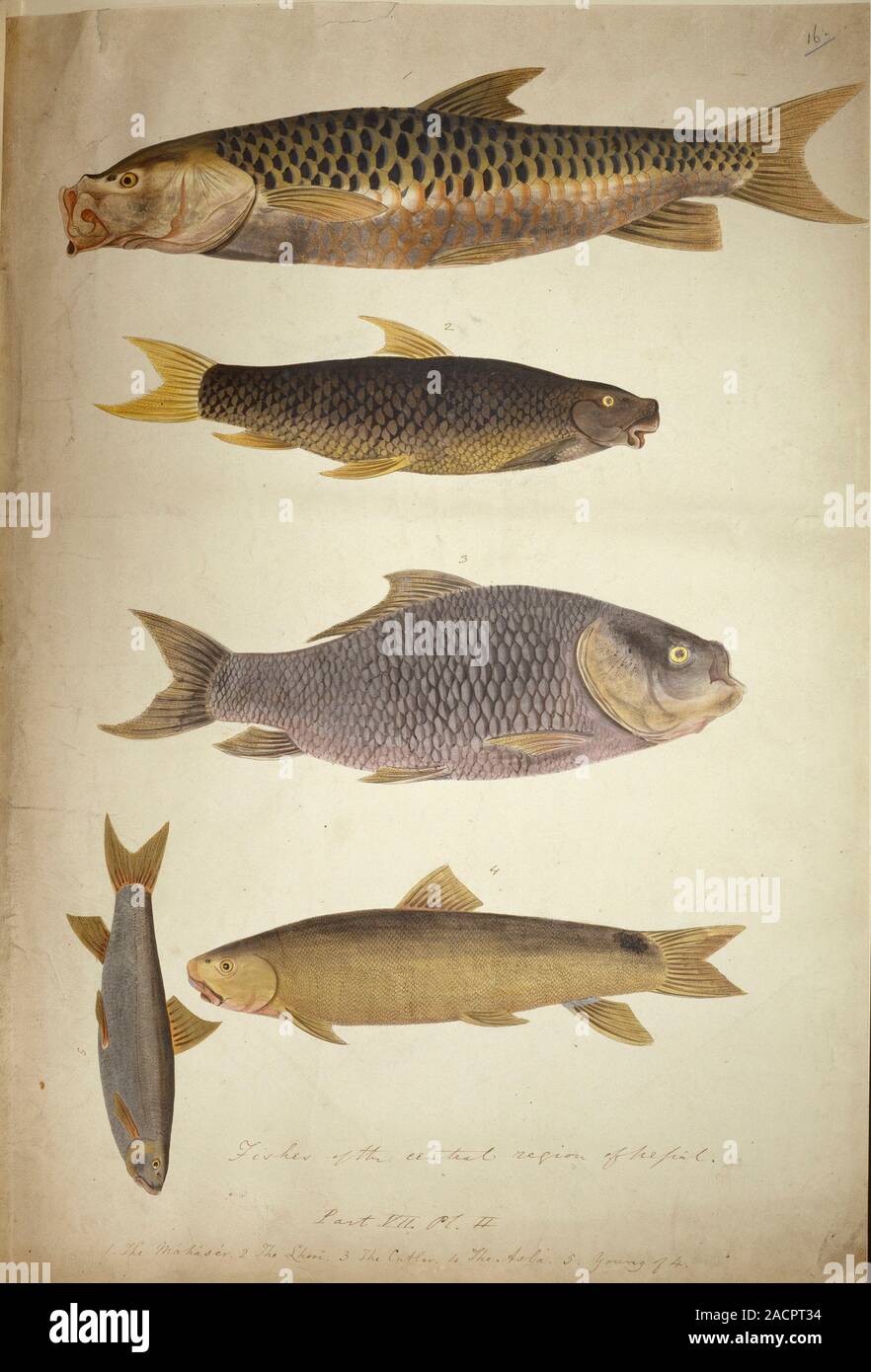 Le poisson, l'aquarelle. 16 Plaque de Brian Houghton Hodgson (1800-1894 ...