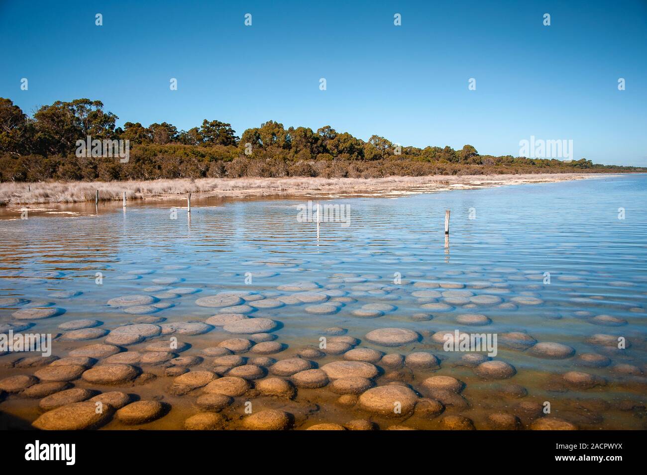 Ancienne Thrombalites au lac Clifton, l'ouest de l'Australie avec fond de ciel bleu clair Banque D'Images