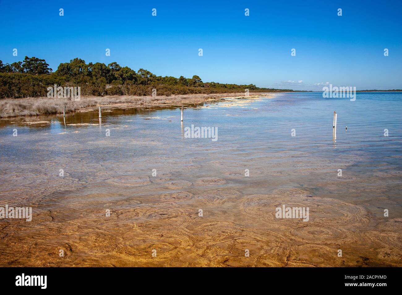 Ancienne Thrombalites au lac Clifton, l'ouest de l'Australie avec fond de ciel bleu clair Banque D'Images