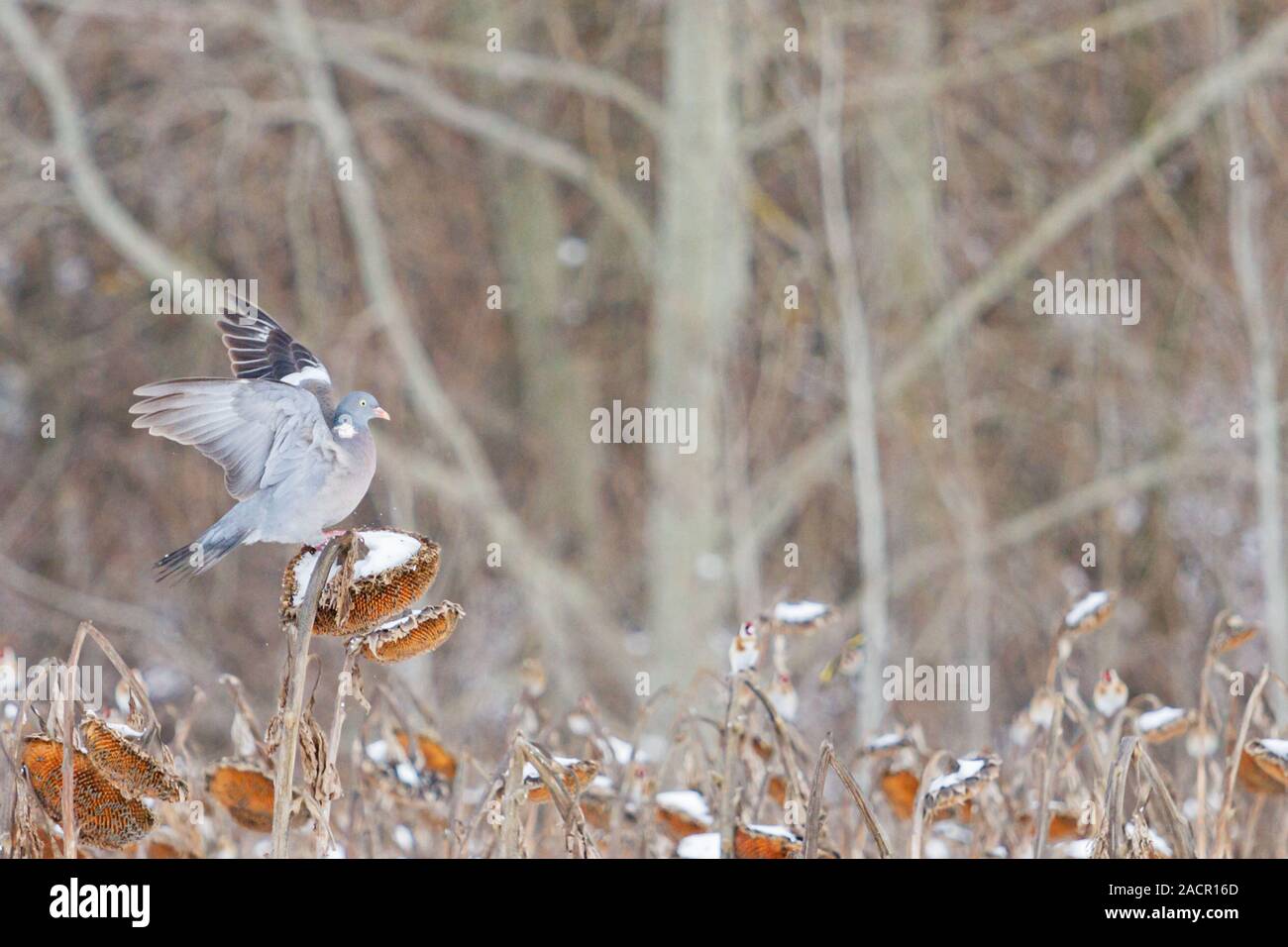 le pigeon de forêt se trouve sur un tournesol en hiver Banque D'Images