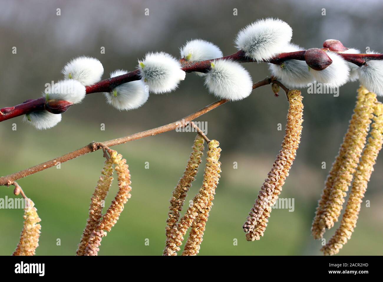 Vol de pollen Banque D'Images