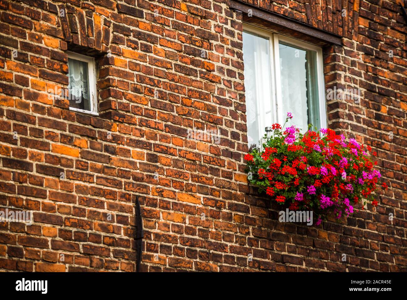 Fleurs roses et rouges dans une boîte à fleurs Banque D'Images