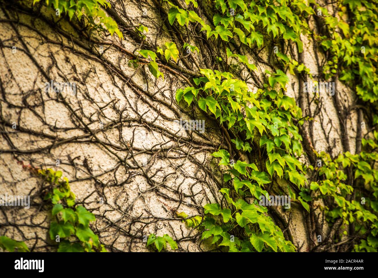 De plus en plus de lierre sur un mur à Berlin Banque D'Images