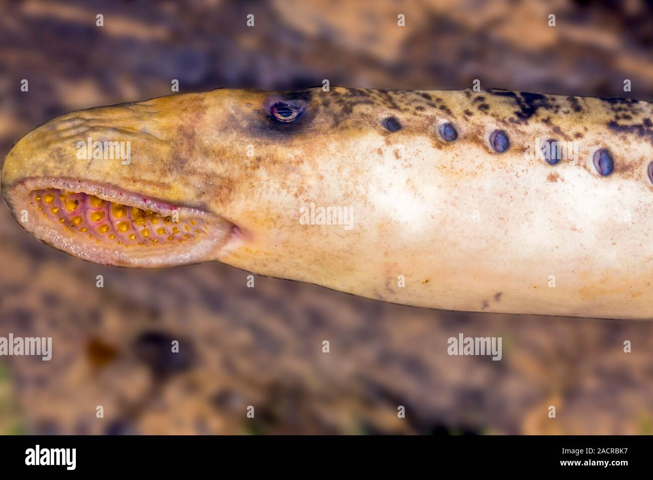Poisson Sans Mâchoire Qui Se Nourrit De Sang La lamproie marine (Petromyzon marinus). C'est un poissons sans