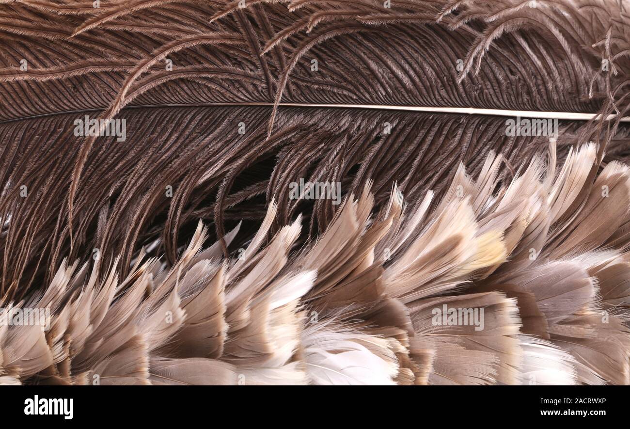 Différentes plumes brunes. Close up. Banque D'Images