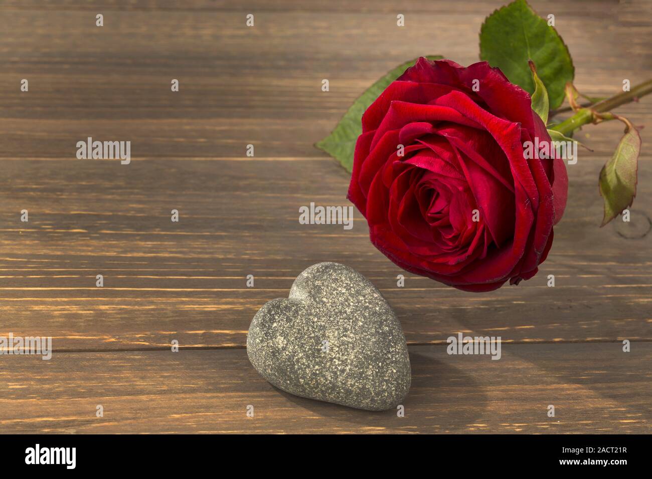 Roses pour la Saint-Valentin et la Fête des Mères Banque D'Images