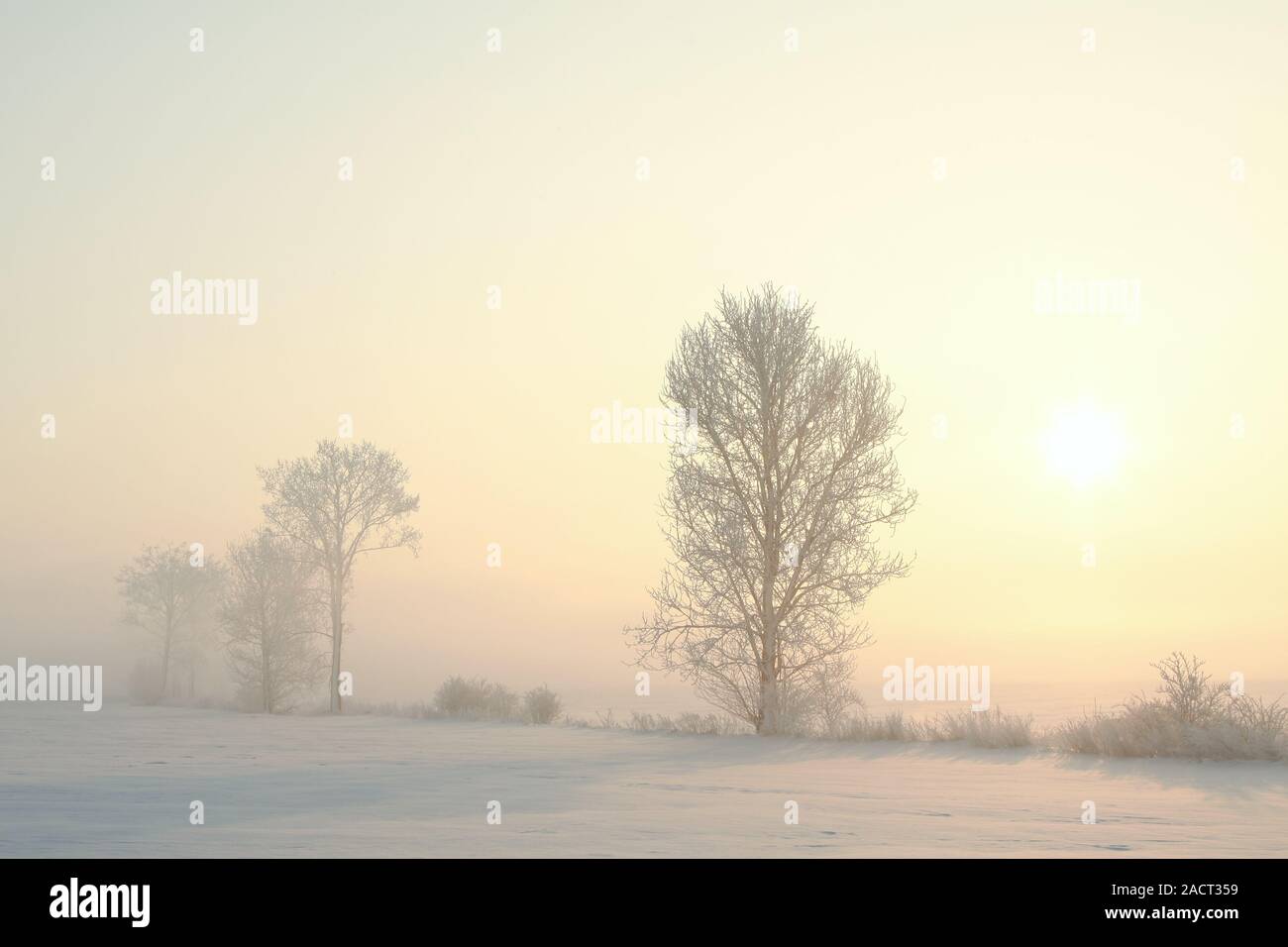 Les arbres givrés dans le domaine sur un matin d'hiver brumeux. Banque D'Images