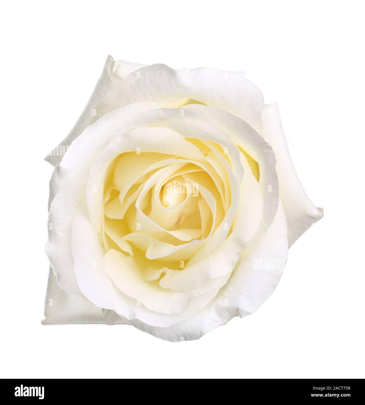 Single white rose Banque D'Images