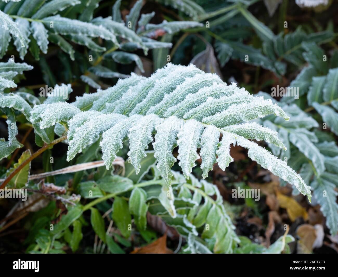 Cristaux de glace frost la fronde de l'evergreen hard fern chilien, Blechnum chilense Banque D'Images