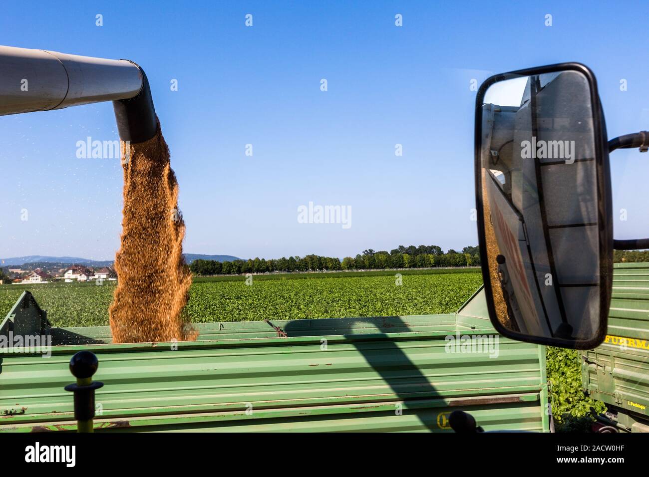 Champ de céréales avec le blé au cours de la récolte Banque D'Images