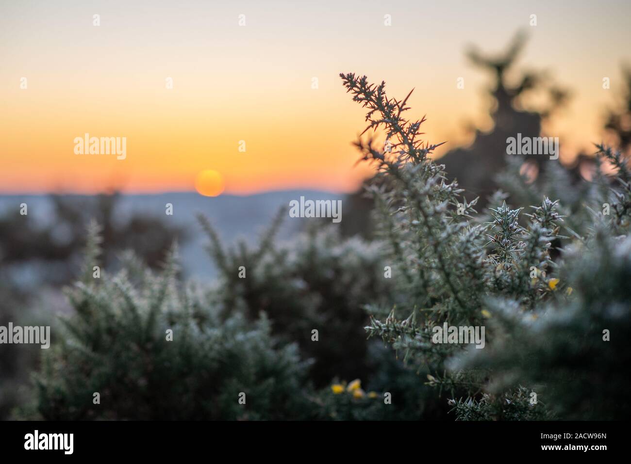 Lever de soleil sur l'horizon à l'arrière-plan avec l'ajonc frosty branches bush en premier plan Banque D'Images