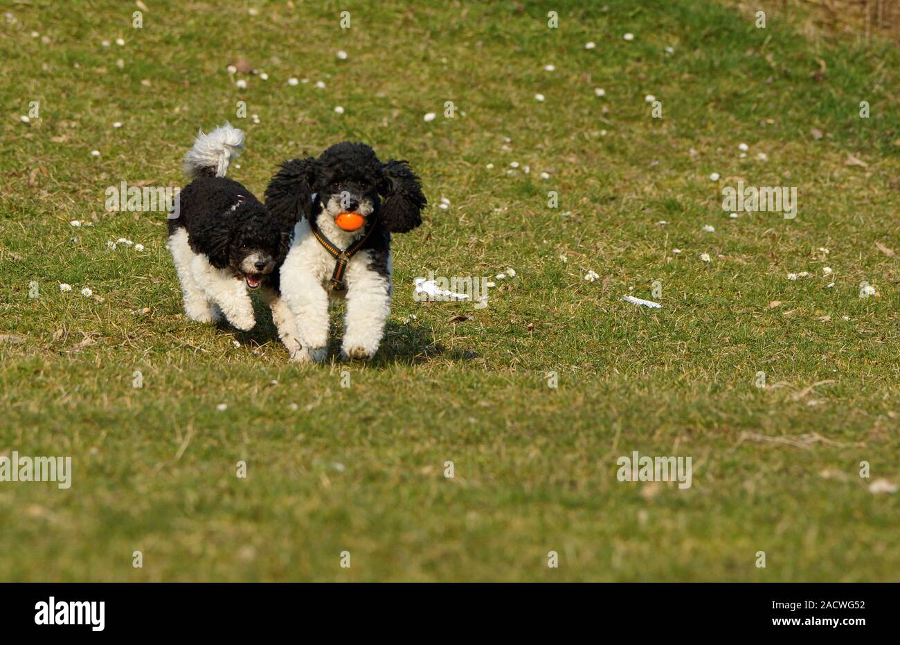 Caniche Arlequin Banque d'image et photos Alamy