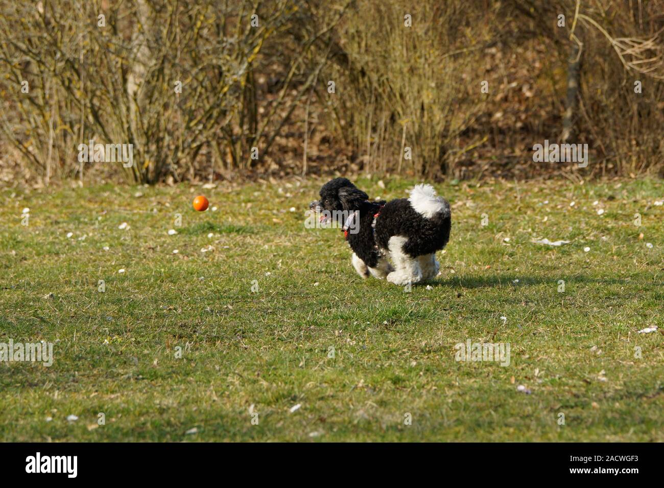 Caniche Arlequin Banque d'image et photos Alamy