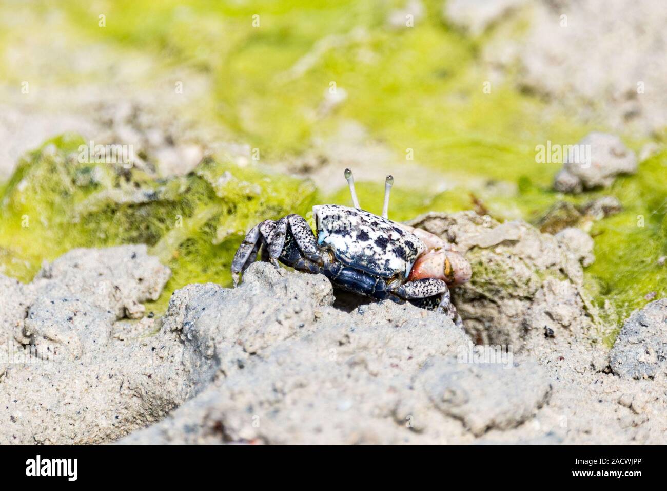 Crabe violoniste colorés sur sol boueux, Zanzibar Banque D'Images