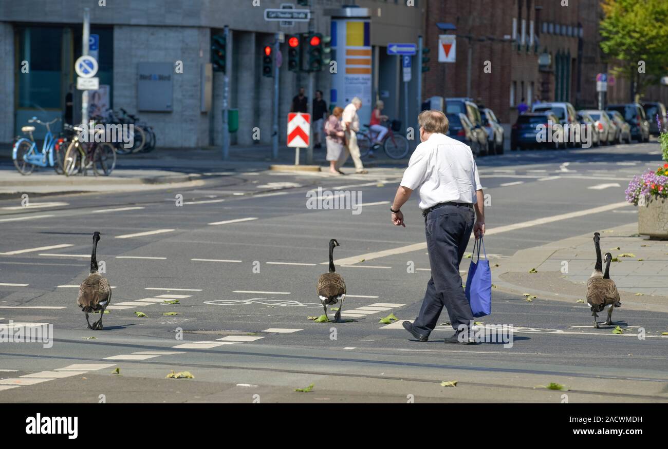 Gänse, Graf-Adolf-Platz, Düsseldorf, Nordrhein-Westfalen, Deutschland Banque D'Images