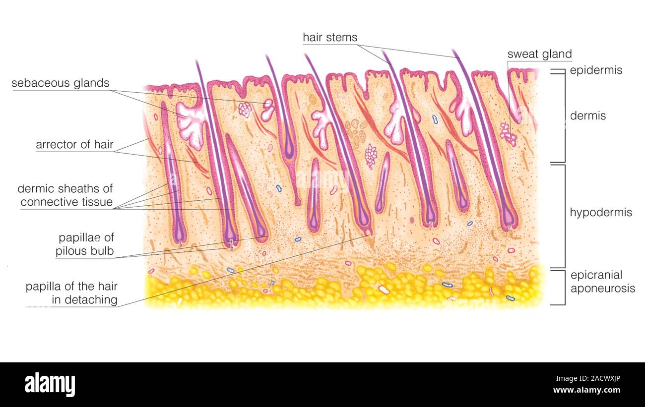 Illustration de la section longitudinale du cuir chevelu. Cette — free download