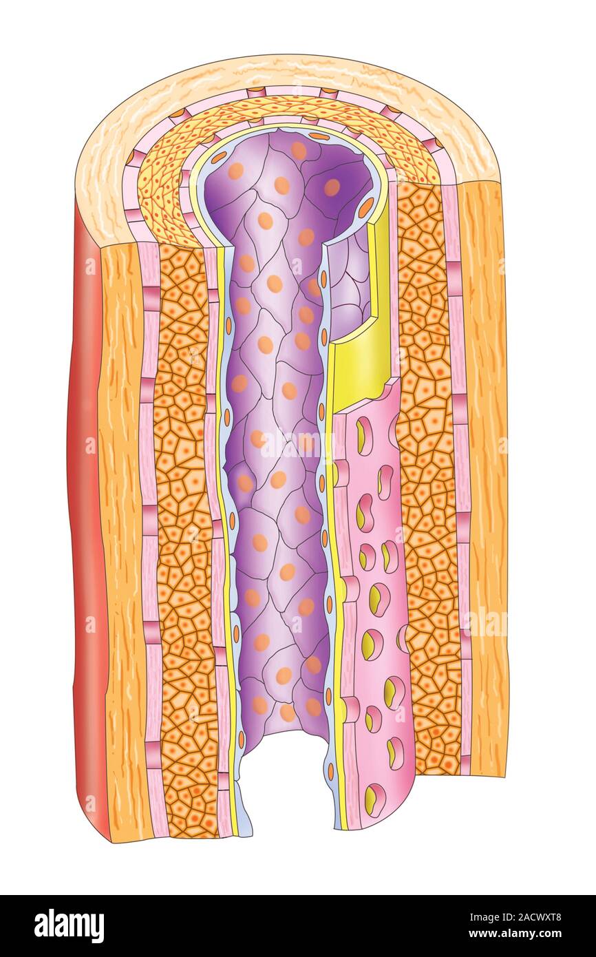 Cellules Rameuses Illustration de la structure du muscle lisse dans une artère. Cette ...