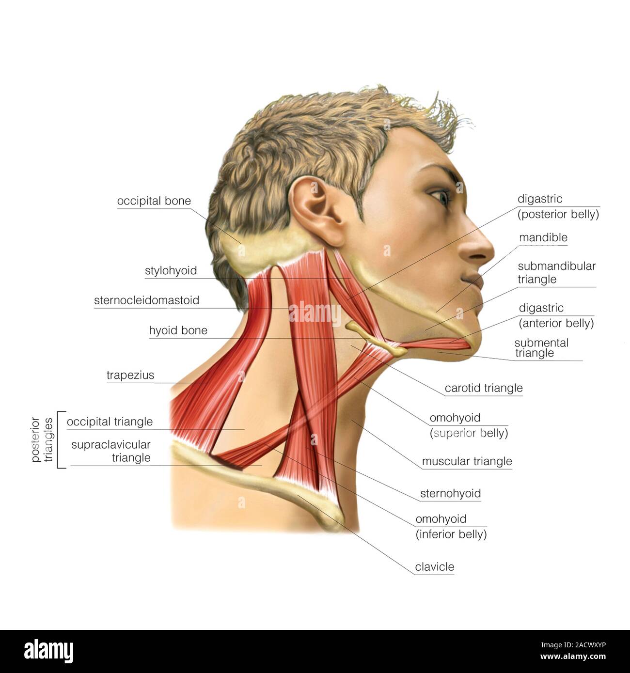 Illustration des muscles du cou et des muscles cervicaux. Cette vue latérale droite étiqueté