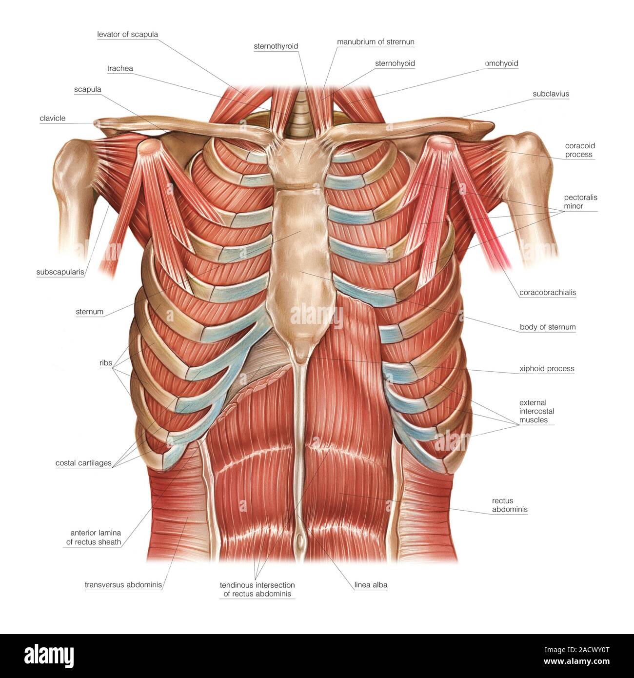 Illustration des muscles du thorax. Cette vue profonde antérieure appelée illustration est de 'Atlas Asklepios de l'anatomie humaine'. Banque D'Images