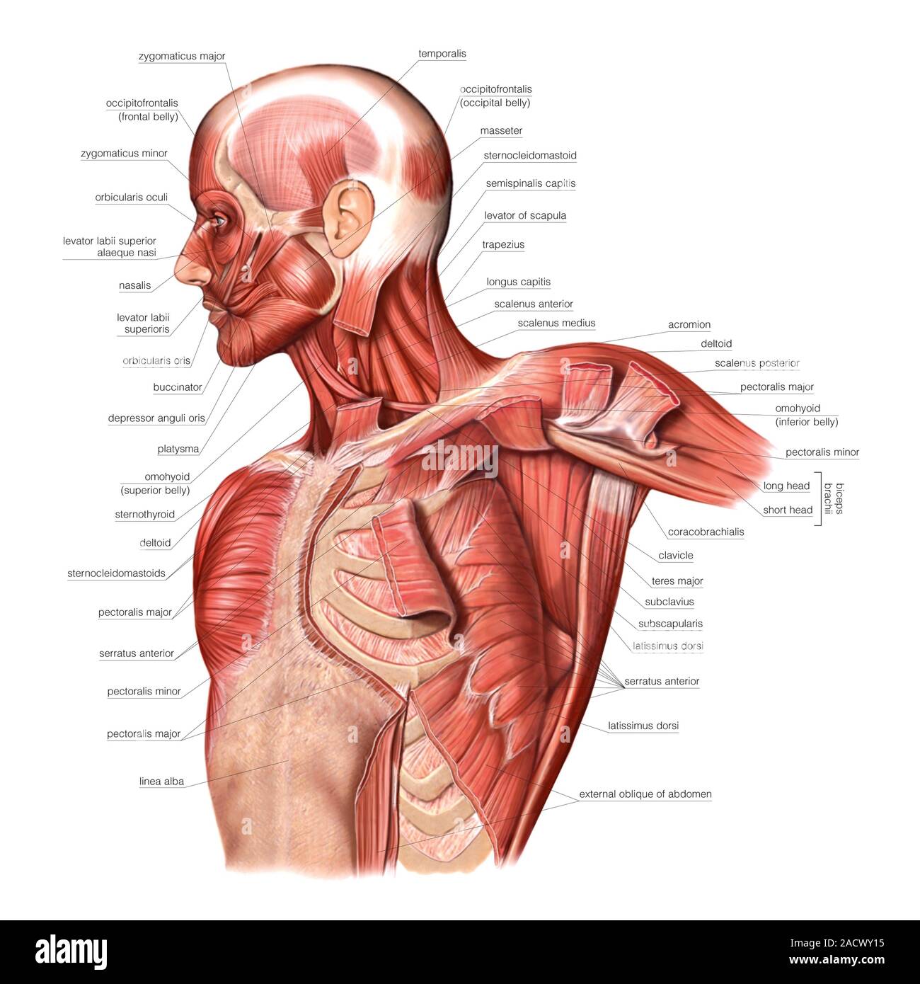 Illustration des muscles du thorax. Cette vue latérale antérieure est l'illustration de l'étiquette 'Atlas Asklepios de l'anatomie humaine'. Banque D'Images