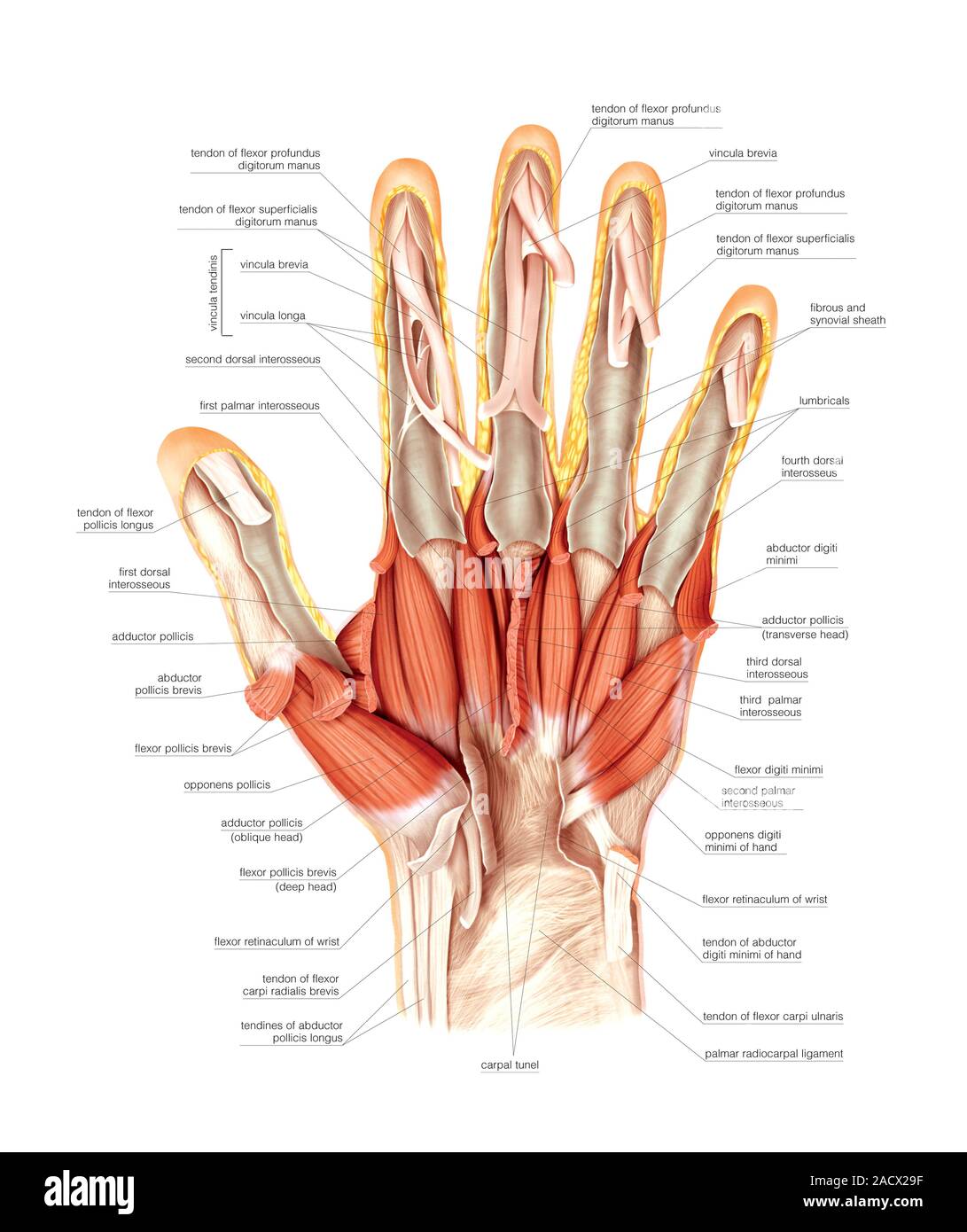 Illustration des muscles de la main. Il s'agit d'une profondeur de vue ...