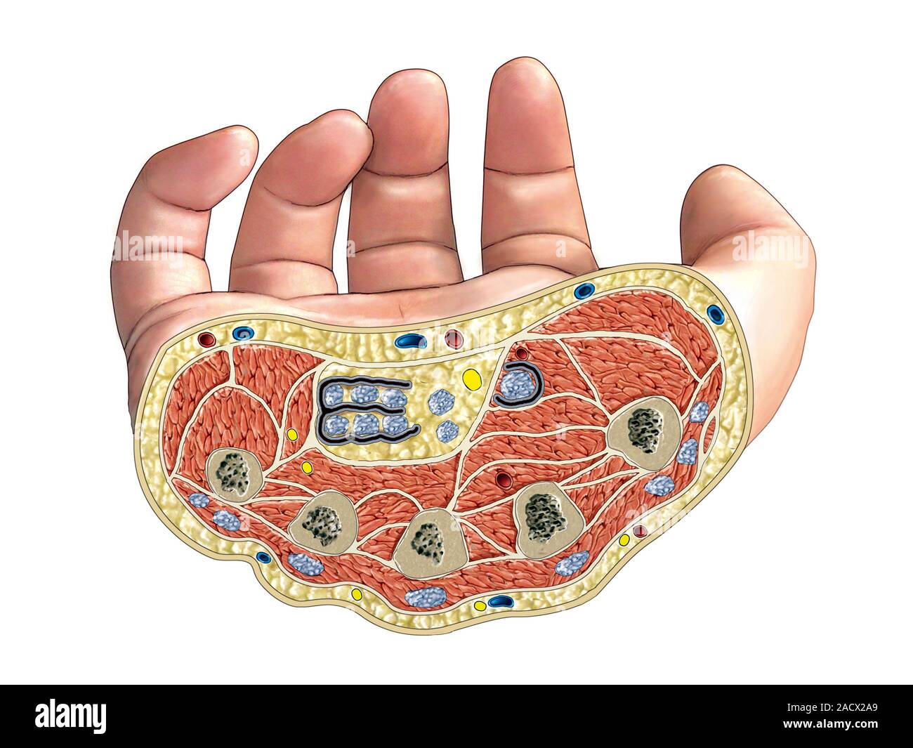 Illustration des muscles de la main. C'est une coupe transversale de la  main. Illustration de 'Atlas Asklepios de l'anatomie humaine' Photo Stock -  Alamy