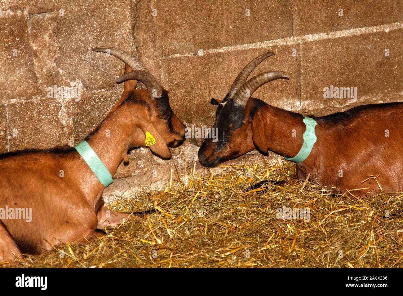 2 chèvres assis, paille, grange, en face de l'autre, les animaux de ferme,  de courtes cornes, d'oreille, colliers, Macon, France, l'été, l'horizontale  Photo Stock - Alamy
