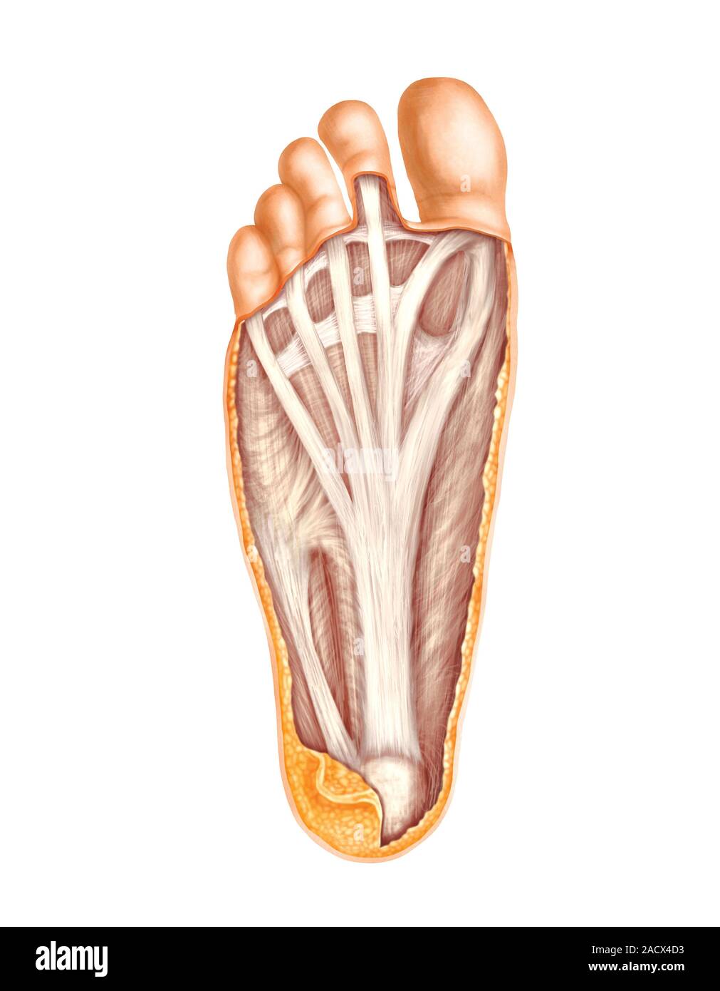 Illustration des muscles du pied. Cette Une vue superficielle plantaire des muscles du pied