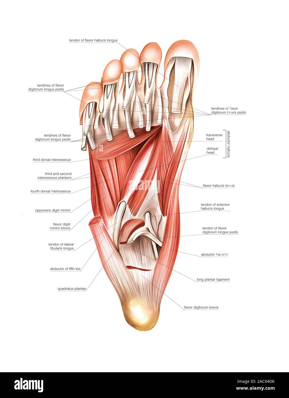 illustration-des-muscles-du-pied-cette-une-vue-profonde-plantaire-des