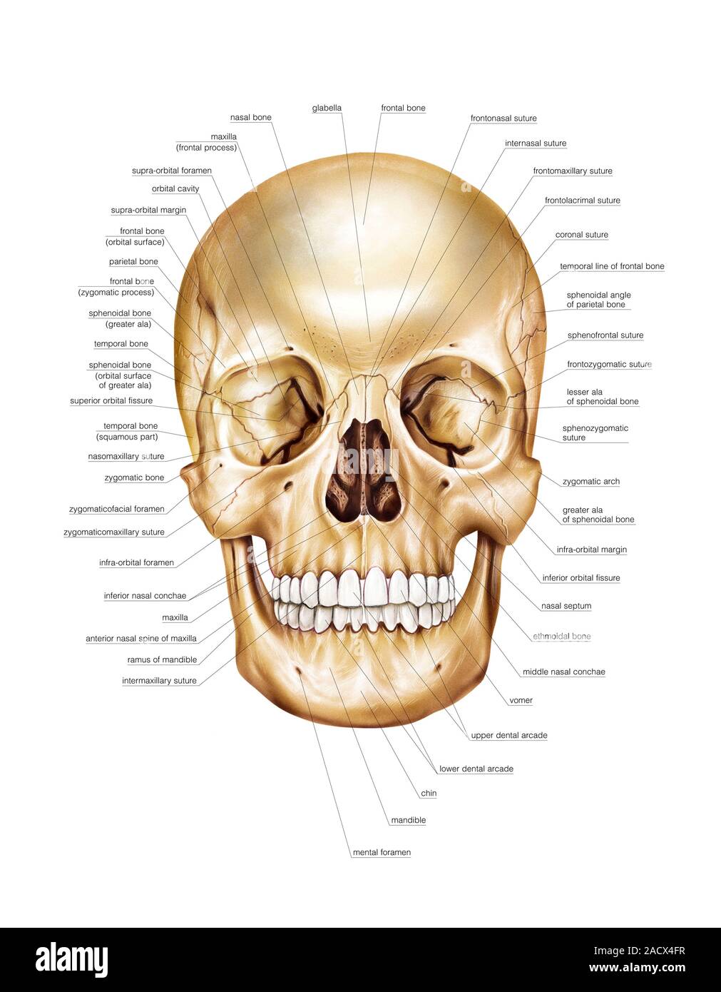 Illustration du crâne. Il s'agit d'une vue antérieure (étiquetés — free download