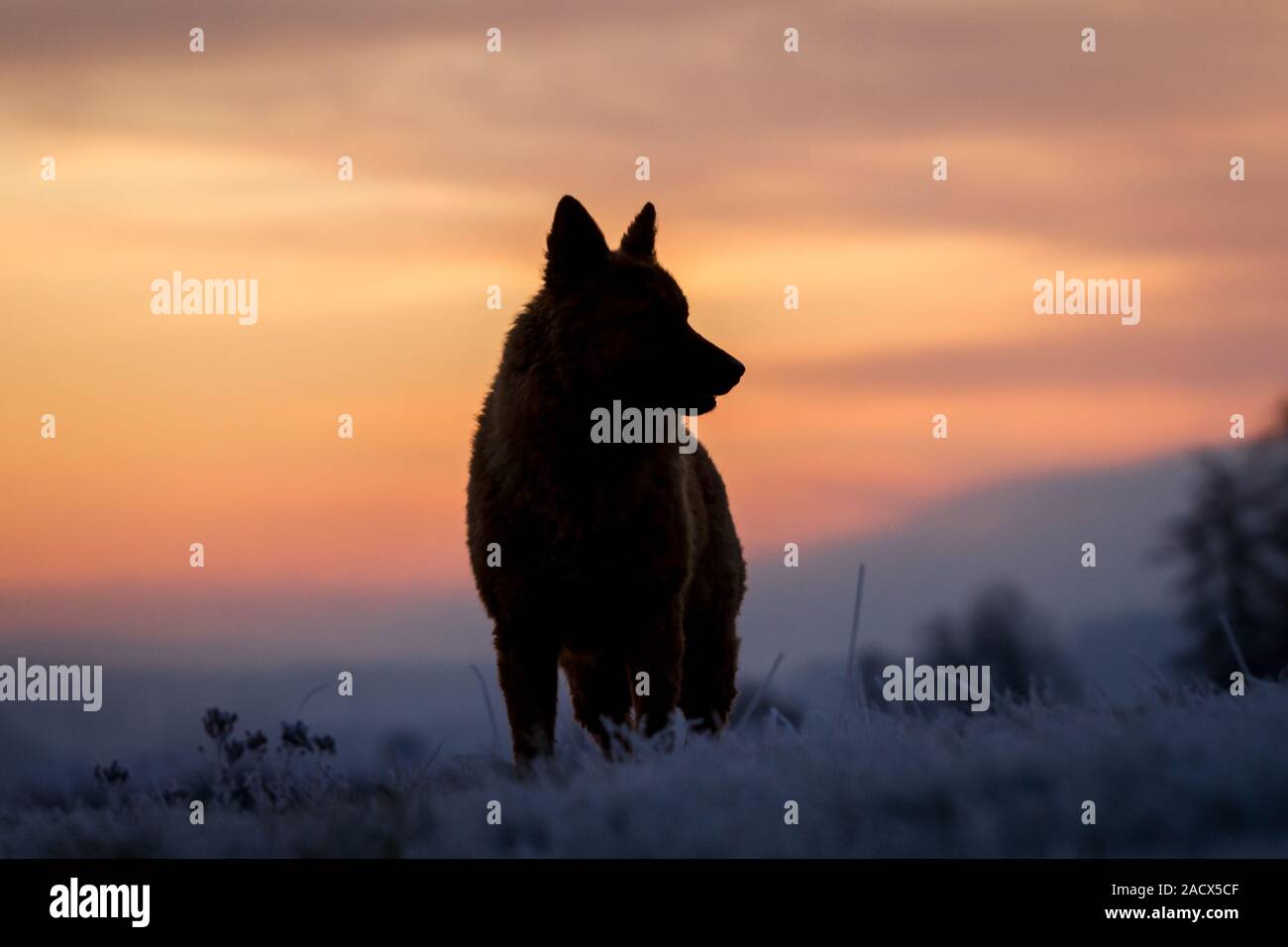 America Kuhhund, vieux chien de berger allemand, à l'aube de l'hiver Banque D'Images