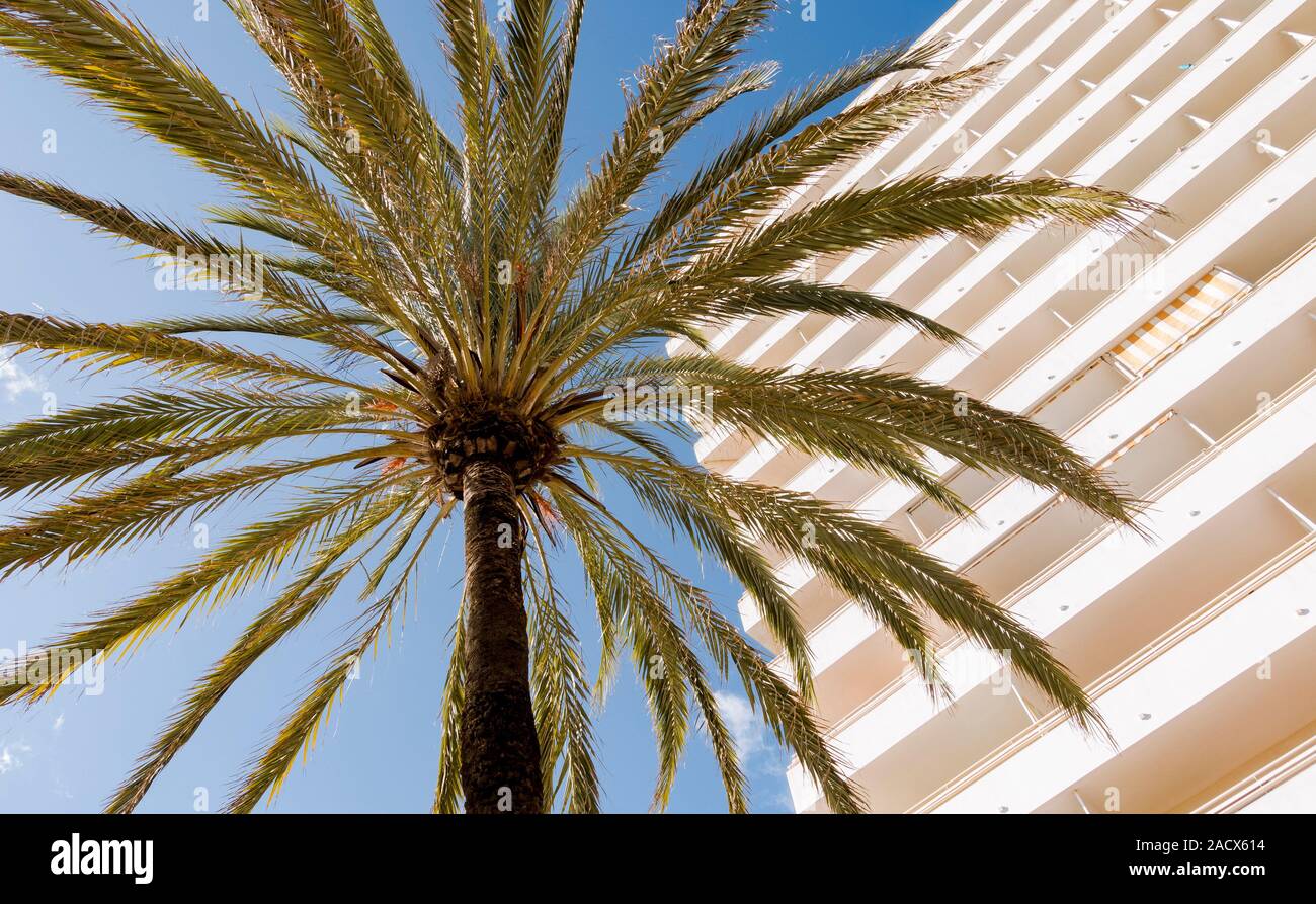 Île des Canaries date Palm, Palm d'ananas, d'en bas, avec façade de l'hôtel derrière, Costa del Sol, Espagne. Banque D'Images