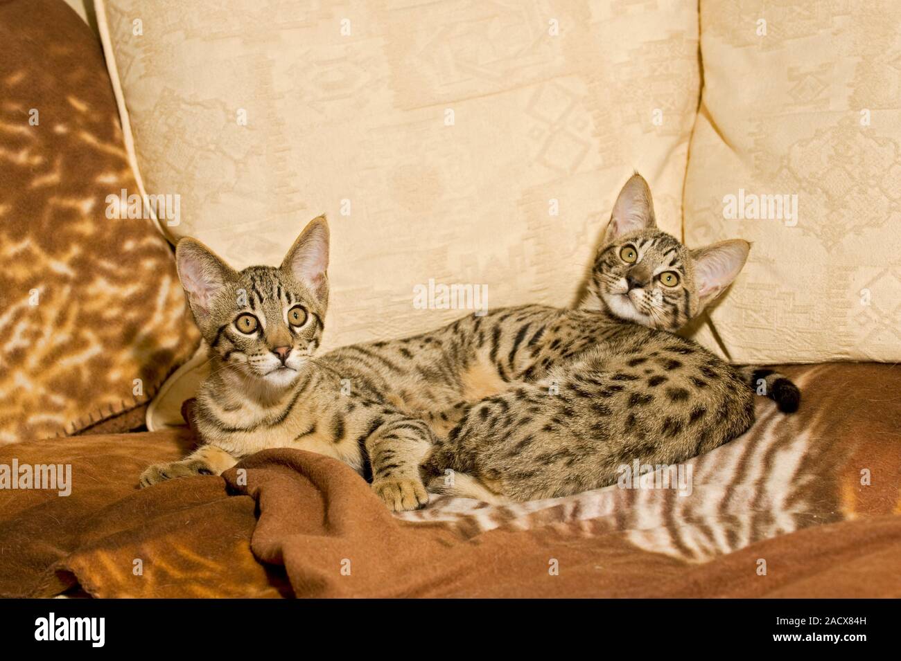 Savannah (Felis catus X Leptailurus serval). Chat domestique hybride et serval. Banque D'Images