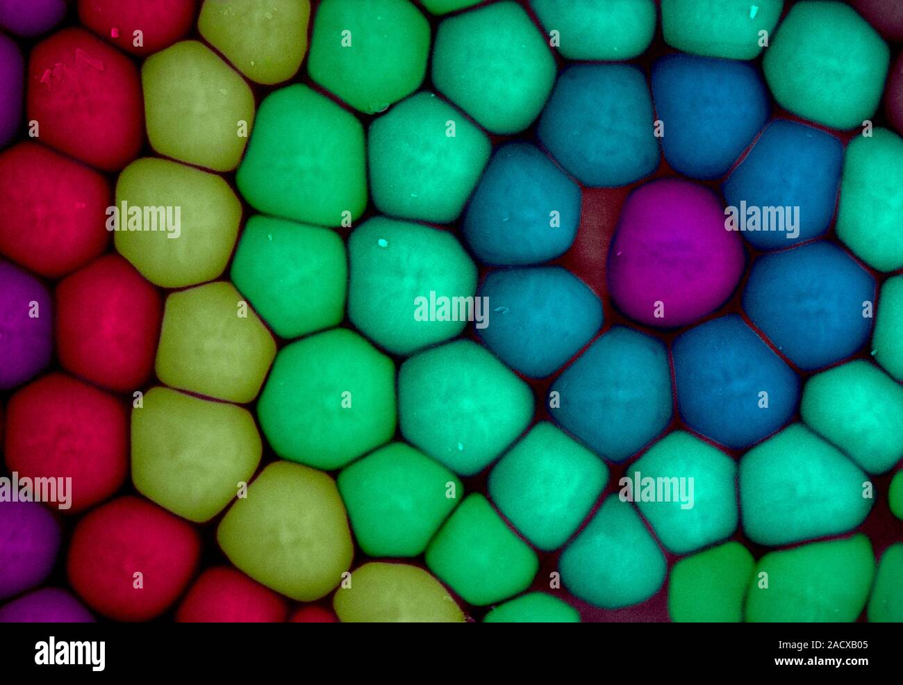 Oeil composé d'insectes, couleur de l'analyse des électrons Microphotographie (SEM). Les unités dans un œil composé, les ommatidies, contiennent chacun un photorécepteur et cornée Banque D'Images