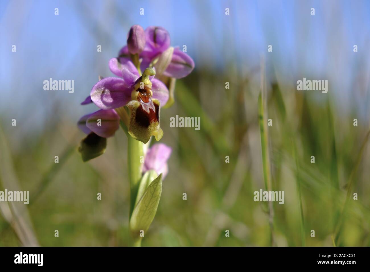 Wespen-Ragwurz, Ophrys tenthredinifera, Algarve, Portugal Banque D'Images