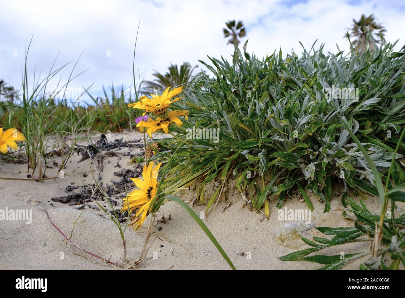 Plage de l'Atlantique la végétation, Algarve, Portugal Banque D'Images