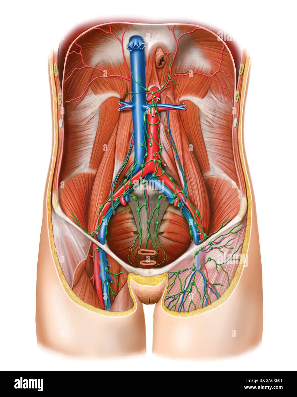 Illustration du système lymphoïde de la paroi postérieure de l'abdomen.  Cette illustration est vue antérieure de 'Atlas Asklepios de l'anatomie  humaine' Photo Stock - Alamy