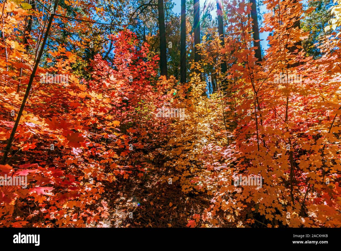 La couleur des feuilles d'automne Vibrabt à Oak Creek Canyon Arizona Sedona 2019 Banque D'Images