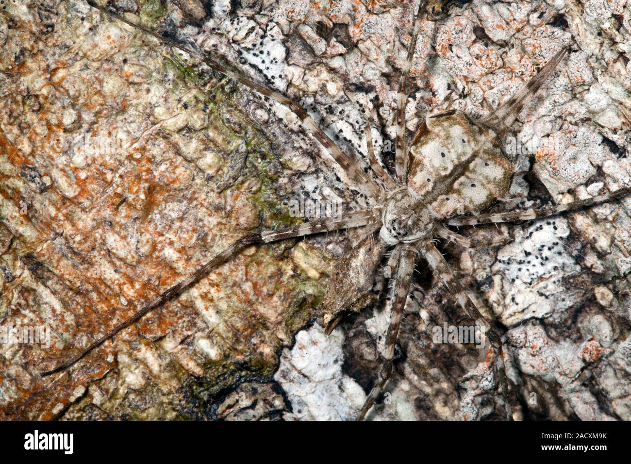 Une spinnered spider (écorce Hersiliidae sp.) camouflé dans l'écorce des arbres. Photographié dans le Parc National de la péninsule de Masoala, à Madagascar. Banque D'Images