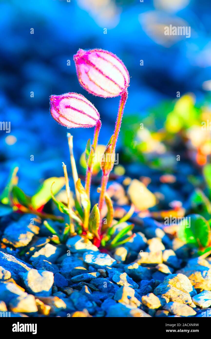 Formes étonnantes de la vie dans le désert de l'Arctique : la taille microscopique Campion fleurit en désert de l'archipel de la Nouvelle-Zemble Banque D'Images