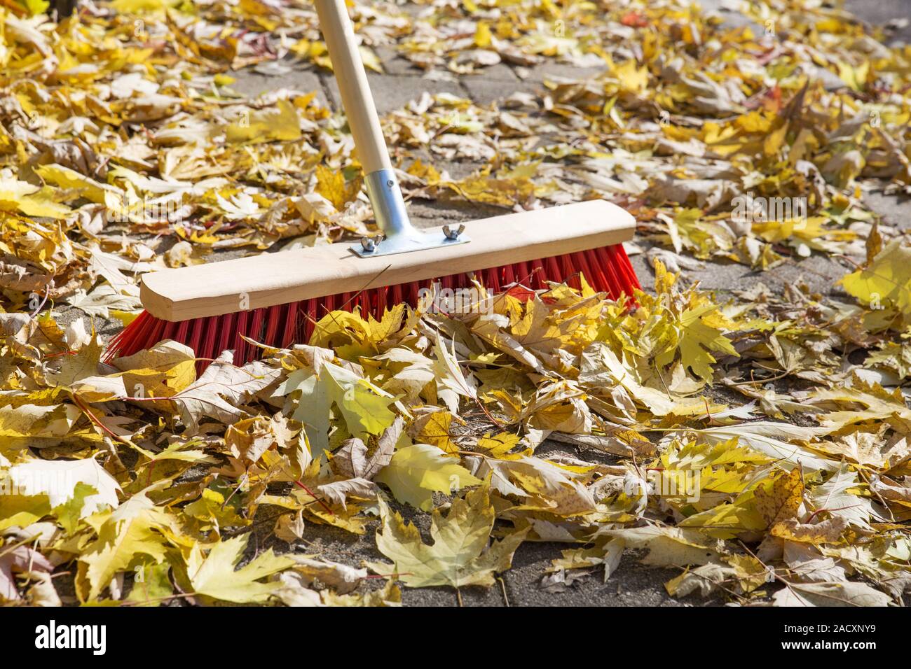 Des feuilles d'automne sur la chaussée Banque D'Images