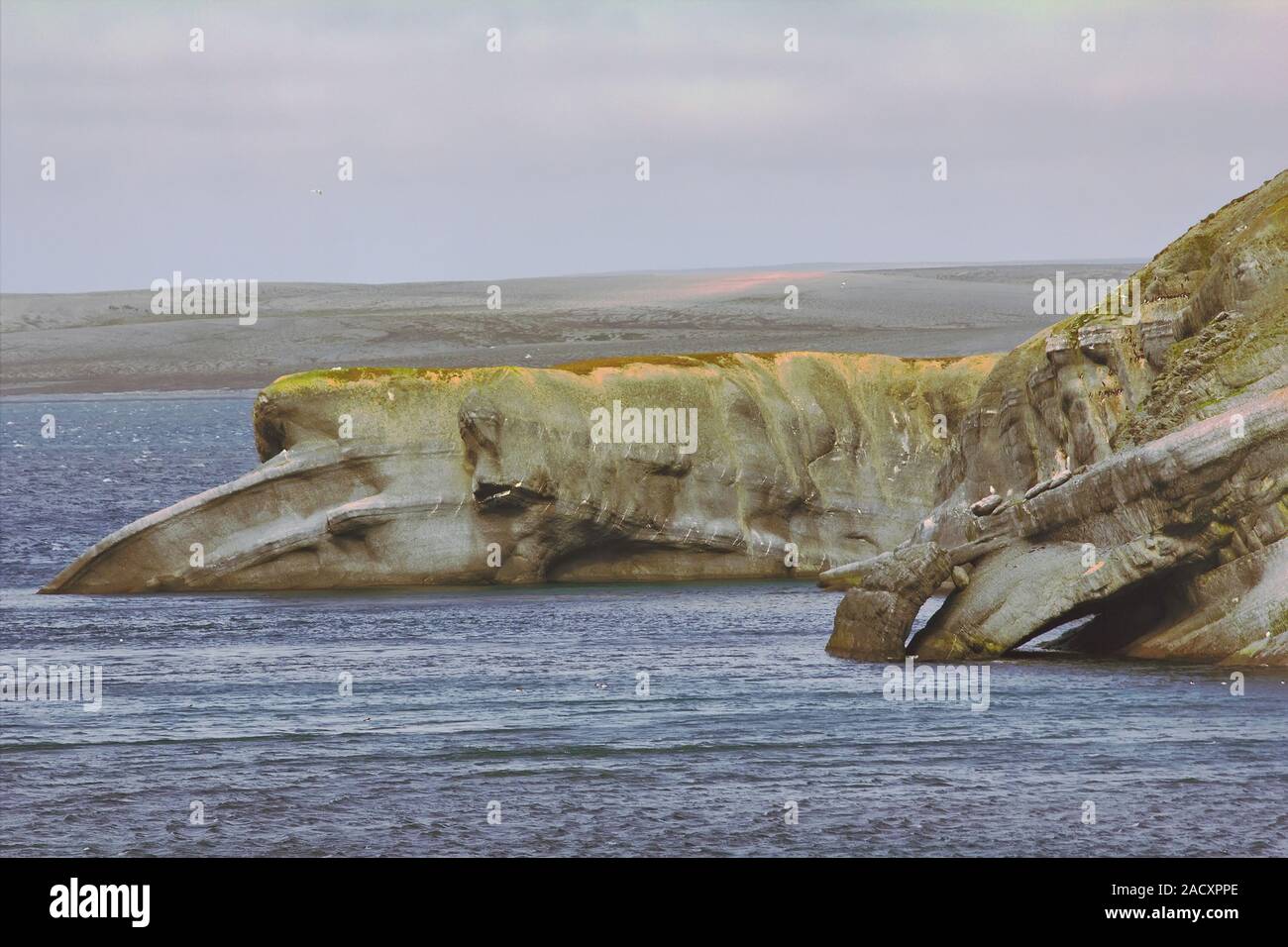 La baleine dans la mer de Barents, l'archipel de la Nouvelle-Zemble, île du Sud Banque D'Images