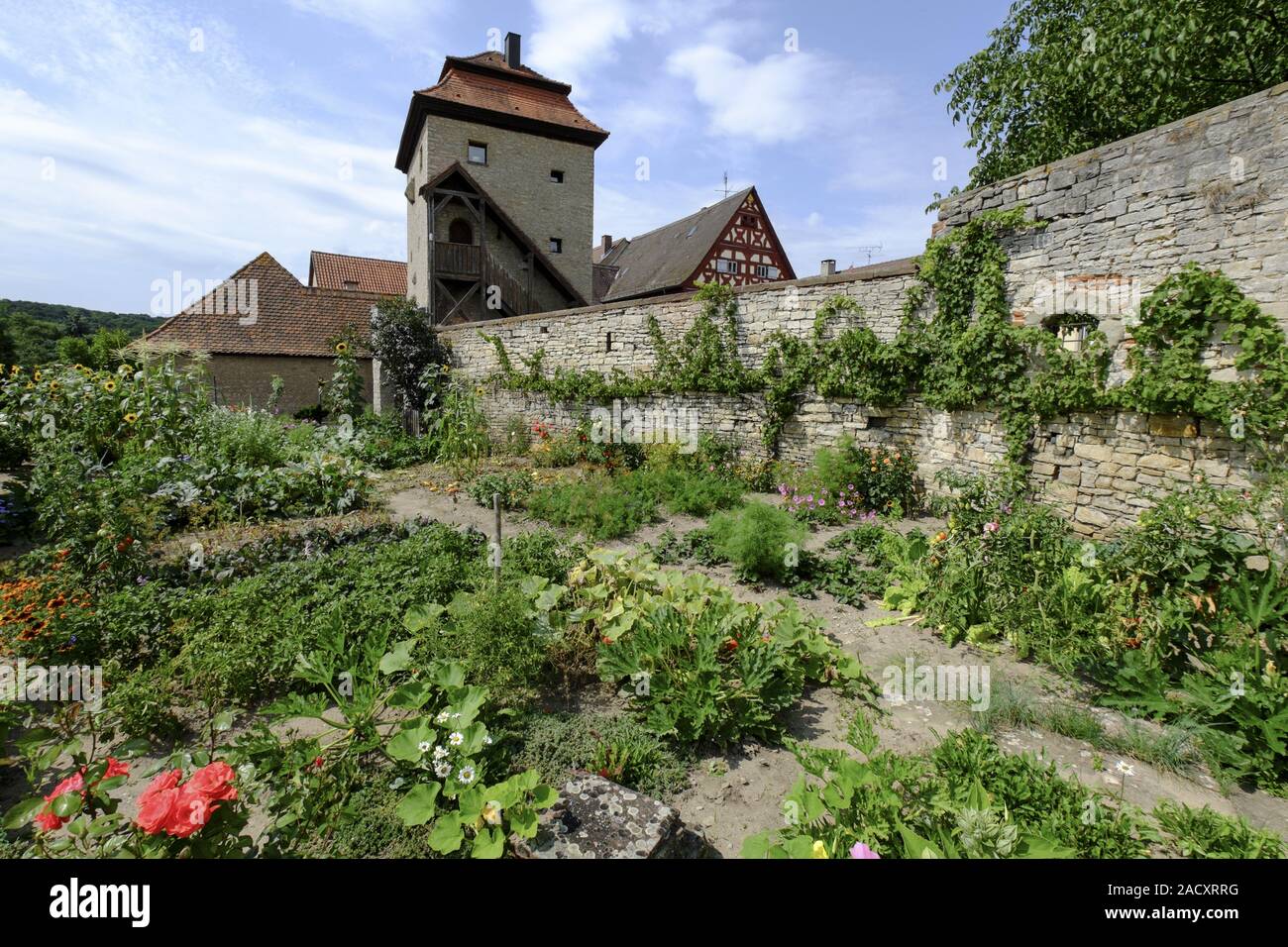 Sommerach am Main, district de Kitzingen, Basse Franconie, Bavière, Allemagne Banque D'Images